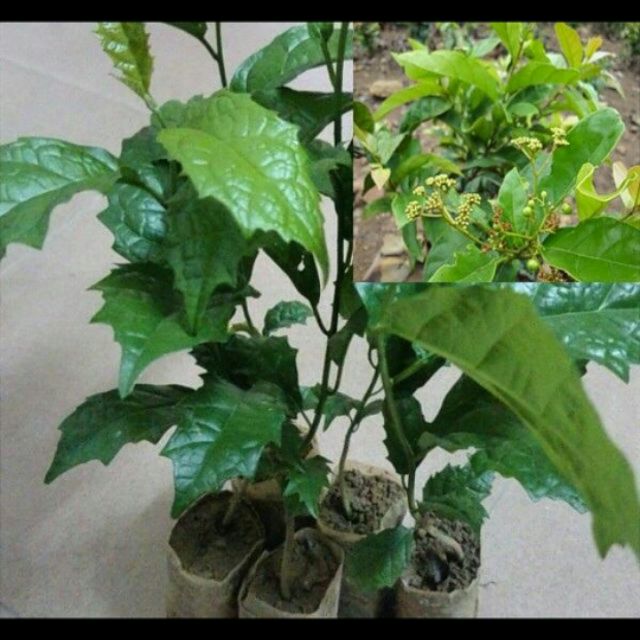 Cây giống sạ đen