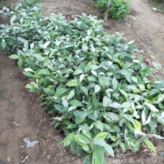 Combo 3 cây nhót ngọt tặng kèm túi phân