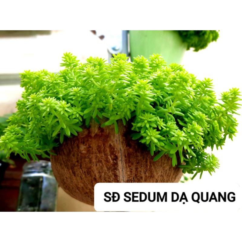 Sen đá Sedum Vàng/Xanh