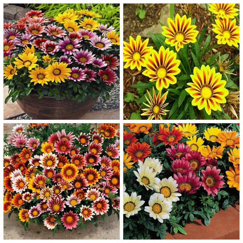 100H - #Hạt_Giống_Cúc_Huân_Chương_Mix