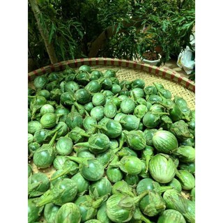 1 KG Trái Cà Đắng đặc sản Tây Nguyên. [ cam kết tươi mới hái và giao hàng nhanh ]