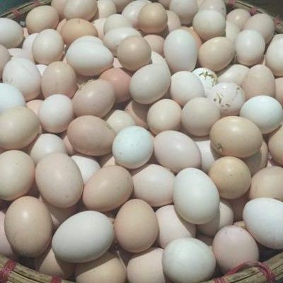 10 quả trứng gà ta