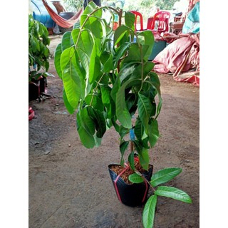 Cây 🌲 Nhãn Thái cơm vàng .... hạt lép