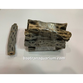 Lũa cholla cho tép cảnh (size 15x3cm)