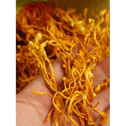 Bông đông trùng thảo 100g