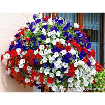 Hạt Giống Hoa Dạ Yến Thảo Mix Đủ Màu