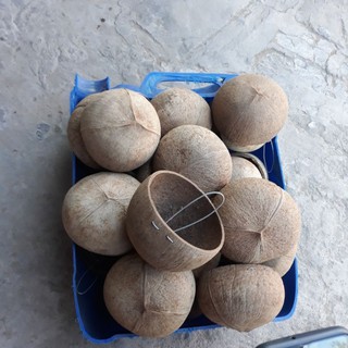 10 CÁI GÁO DỪA ĐỰNG THỨC ĂN CHO GÀ ,TRỒNG LAN(LOẠi LỚN)