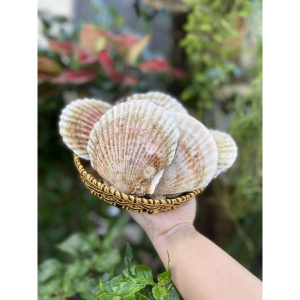 [HỎA TỐC SG] Sò điệp Nhật lớn nguyên con nướng phô mai mỡ hành 1kg