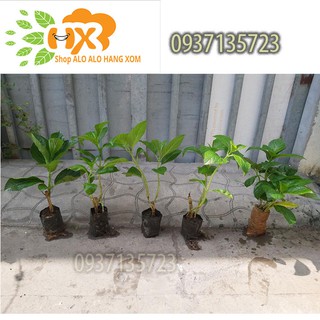 combo 5 cây cẩm tú cầu giống