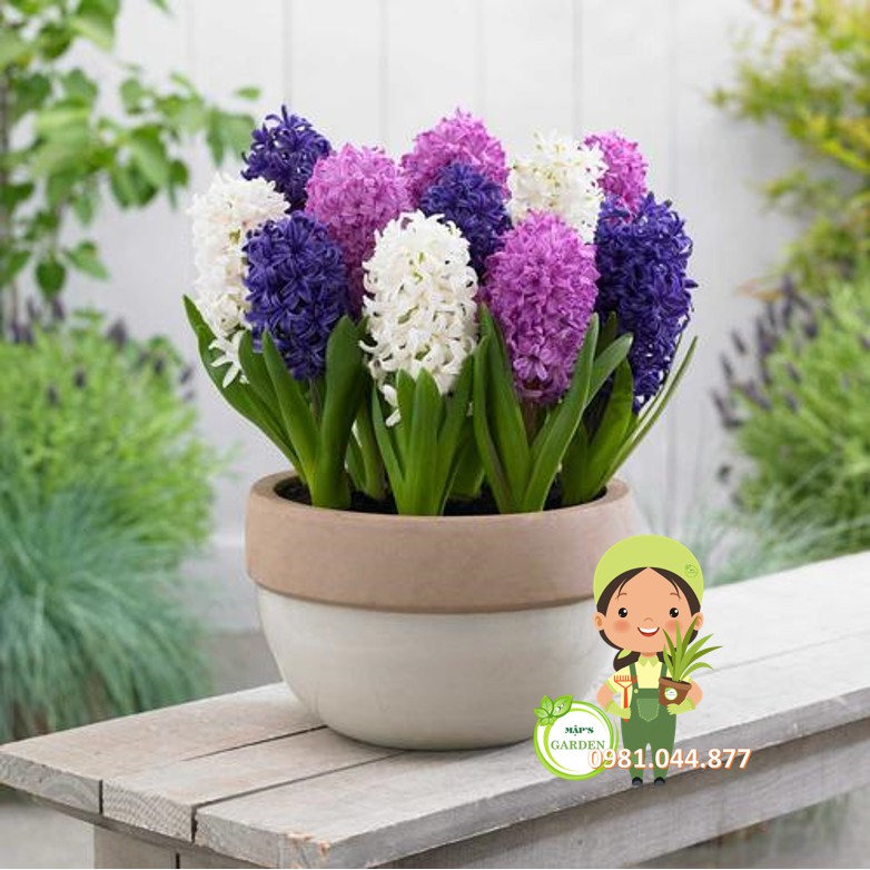 Củ giống hoa tiên ông đủ màu size 17/18