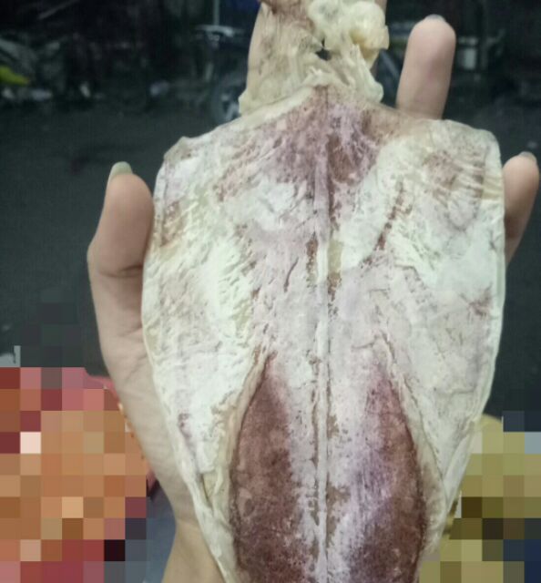 Hình thật - Nửa ký (10 con)mực khô Nha Trang y hình | BigBuy360 - bigbuy360.vn