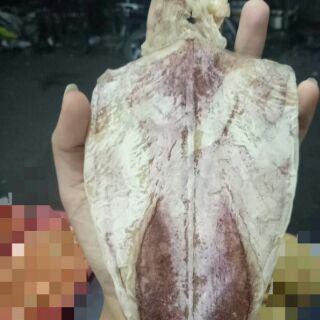 Combo 250g mực mini + 2 con mực lớn 100g