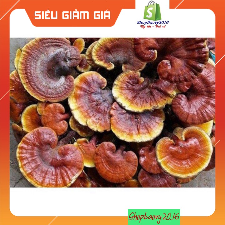 Nấm Lim xanh rừng Tây Bắc 1Kg hỗ trợ bênh gout