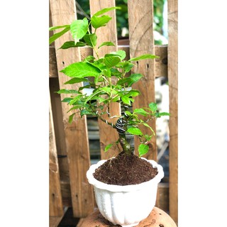Chậu cây Sung bonsai mini