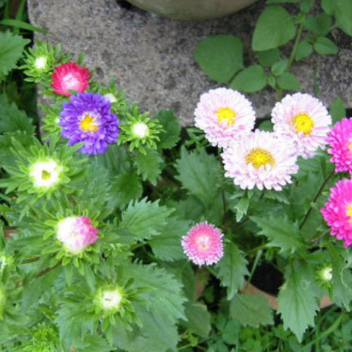 Hạt giống hoa cúc magic - cúc thúy màu 100 hạt