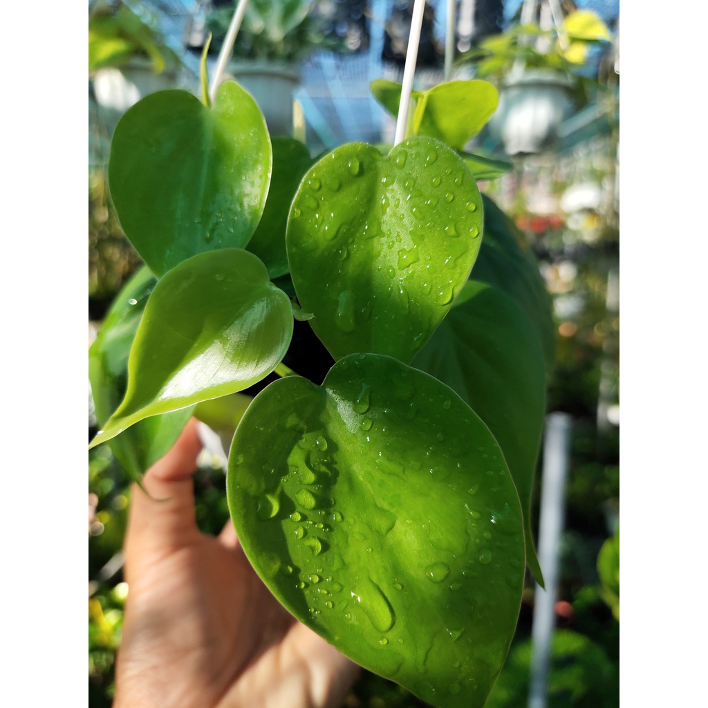 Trầu bà lá tim xanh Philodendron Scandens