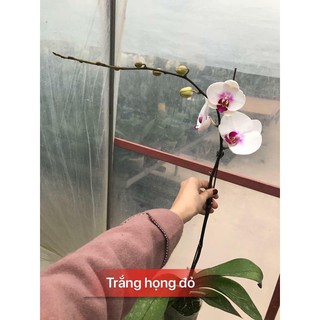 Combo 3 cây lan