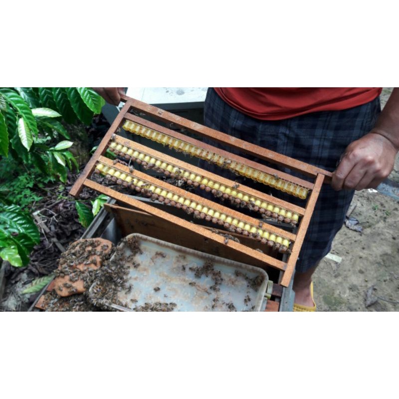 5hũ sữa ong chúa nguyên chất 100gr