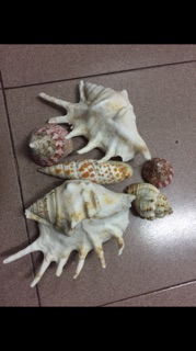 VỎ  ỐC TRỒNG CÂY