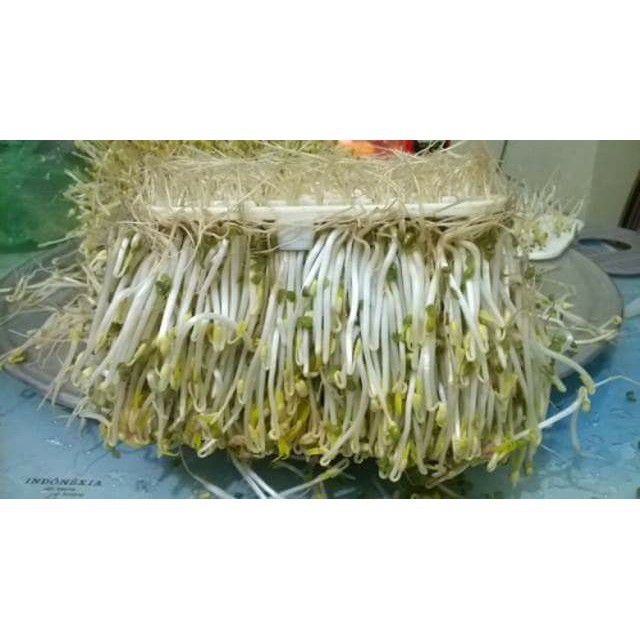 Máy làm giá đỗ sạch tự động (tặng túi hạt đỗ)