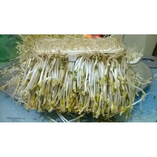 Máy làm giá đỗ sạch tự động (tặng túi hạt đỗ)