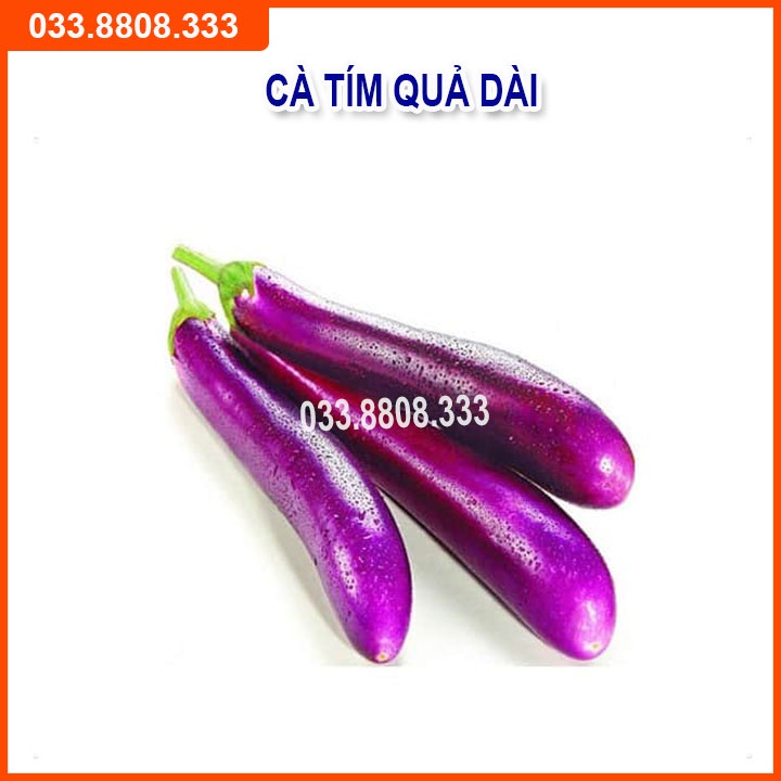 Bộ 4 Loại Hạt Giống Cà (  Cà Chua Bi Vàng - Cà Chua Bi Lùn - Cà Pháo Trắng - Cà Tím Quả Dài)