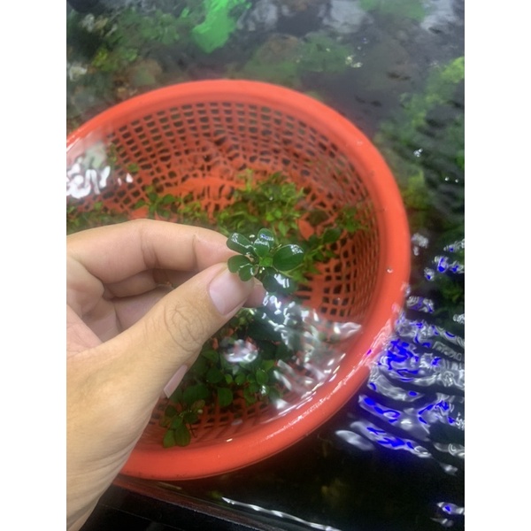 ráy nana petit thái ngọn lẻ
