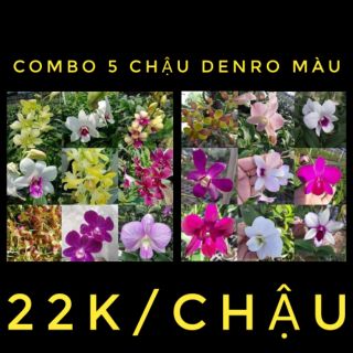 Combo 5 chậu denro màu giống