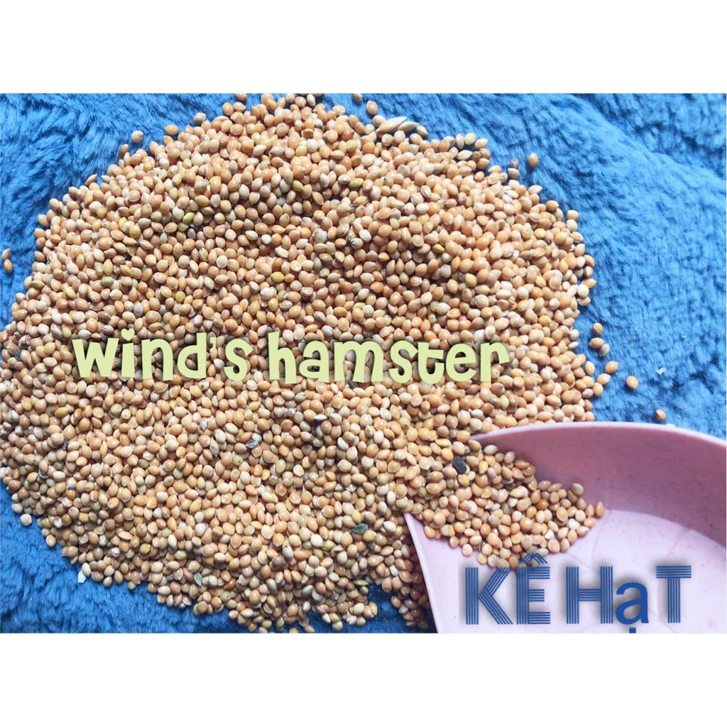 (250gr)- Hạt kê bóng vàng- Thức ăn cho Hamster