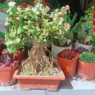 Cây cành vàng lá ngọc dáng cổ thụ