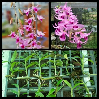 lan phi điệp tím hòa bình