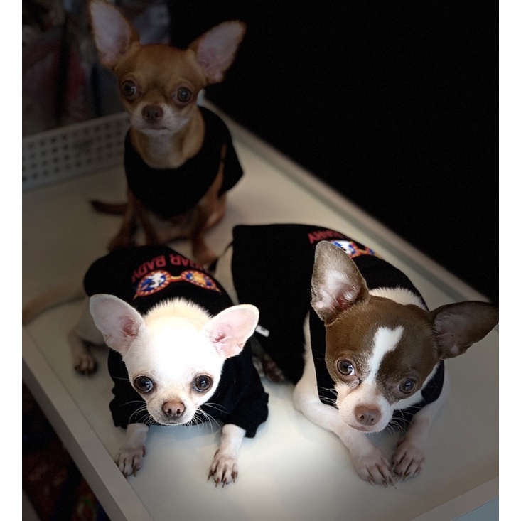 [Mẫu Thiết Kế] Áo Thú Cưng Chó Mèo In Hình Sugar Baby - Xiuxiu Giang