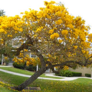 Combo 2 cây chuông vàng cao 40-60cm, cây đẹp mới về.