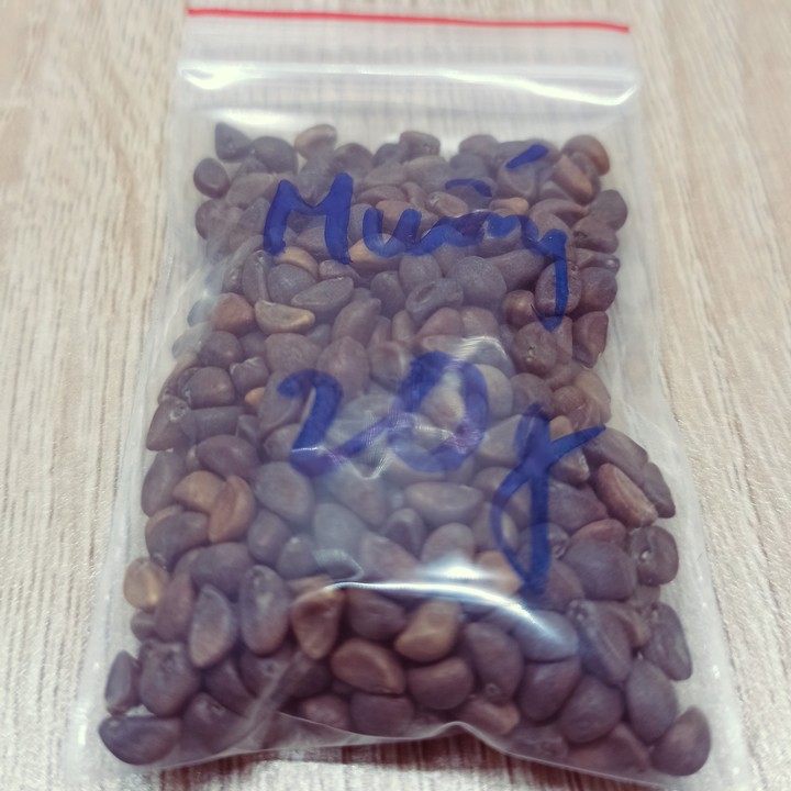 Hạt giống rau muống lá tre