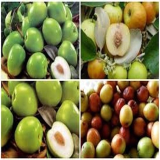 Cây giống Táo chua sai quả năng suất cao +Tặng 02 cây nhót ngọt