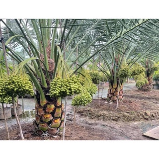 cây chà là cỡ lớn
