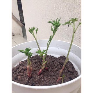 Combo 50 củ hoa mẫu đơn
