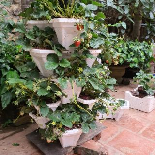 Khay trồng cây cảnh.3 khía