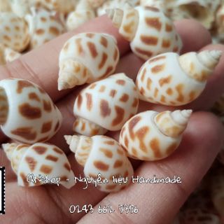 Vỏ ốc biển cỡ nhỏ