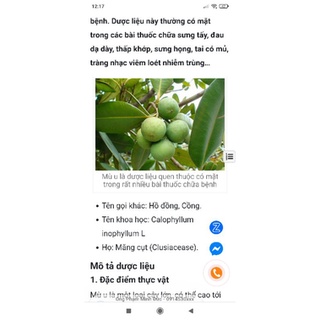 cây mù u con 1 cây