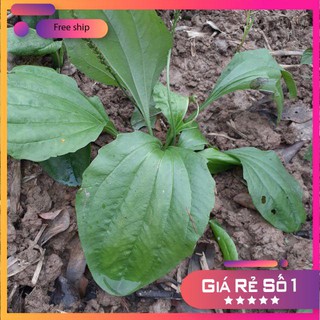 0.2gr Hạt giống Rau Mã Đề