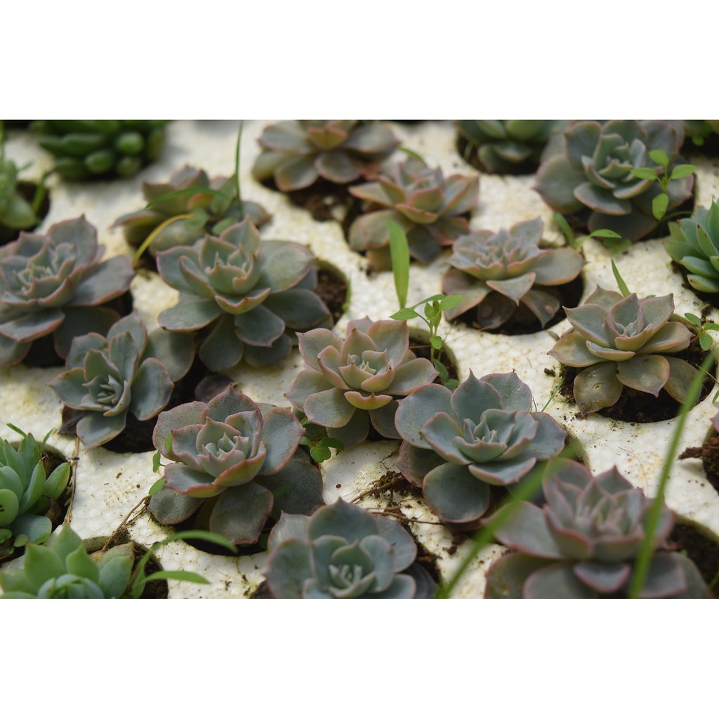 sen đá hồng phấn mini 2-4cm