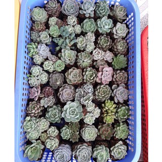 Combo 10 cây sen đá 10 loại - size nhỏ (5-8cm)