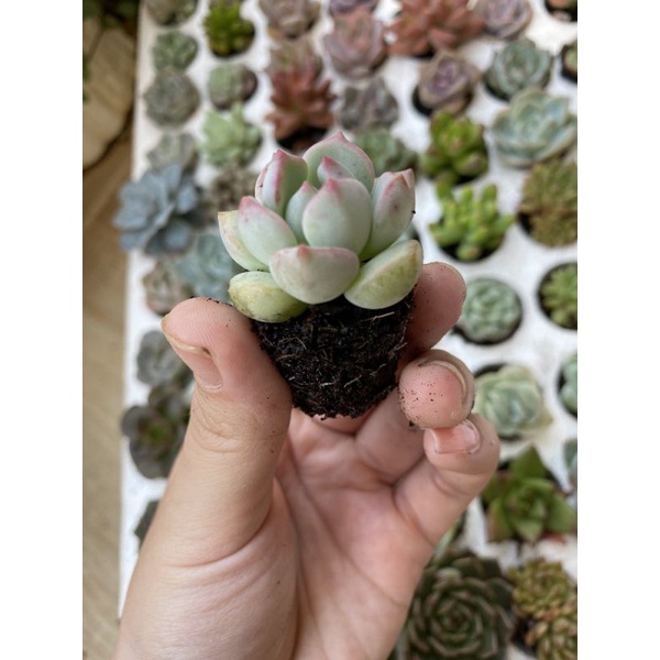 sen đá má hồng vỉ🌵 hư 1 đổi 1
