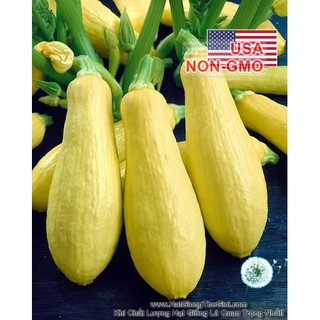 Mua 2Gr Hạt Giống Bí Ngòi Vàng Siêu Nhanh Cao Sản Prolific (A1.301| C38A*W44)