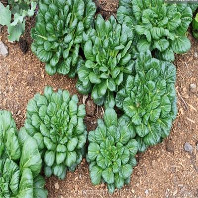 [Gói 100 hạt] Hạt Giống Cải Hoa Hồng F1-Dễ trồng-Hoa nở đẹp-Tặng Kèm Hướng Dẫn Trồng