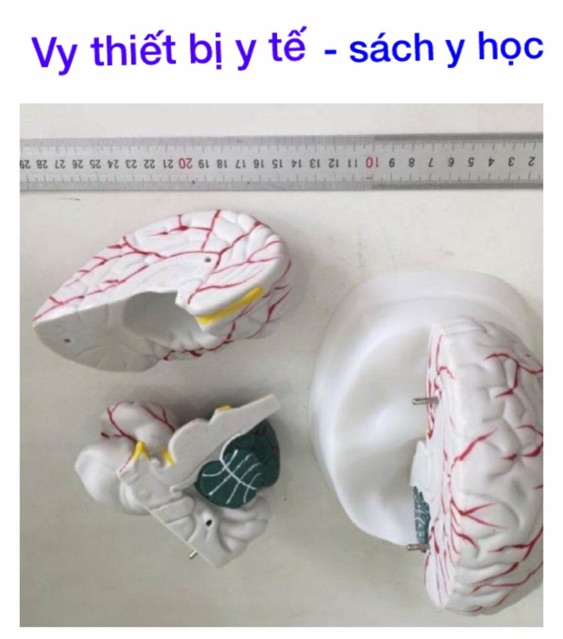 Mô Hình Não người