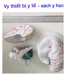 Mô Hình Não người