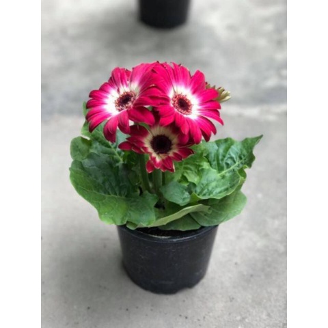 HẠT GIỐNG HOA ĐỒNG TIỀN MIX F1- Loài Hoa May Mắn, Nhiều Tài Lộc.