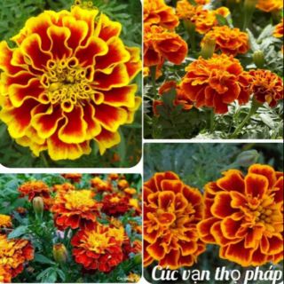 Gói 500 hạt Cúc vạn thọ pháp.....